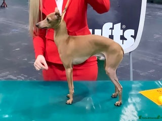 Italian Greyhound dogs in Batley - Advert 6