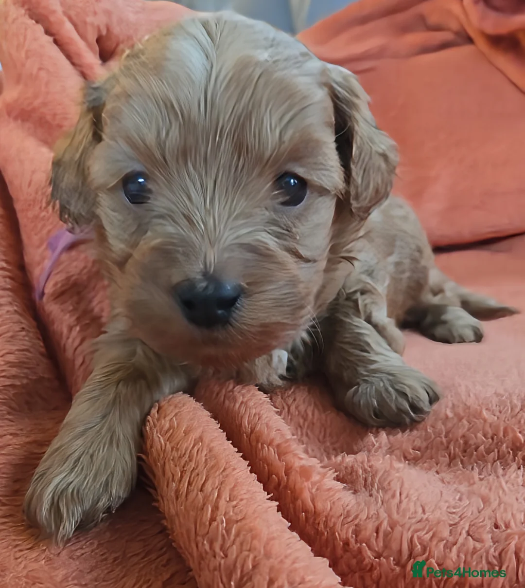 Mixed Breed dogs for sale: Beautiful Health Tested Poochon Cross Puppies  - Advert 3