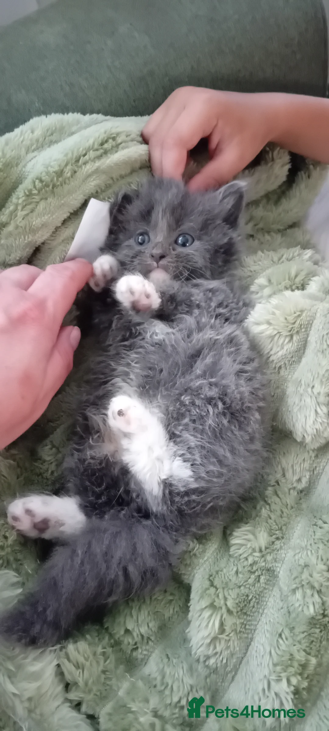 Mixed Breed cats for sale: Fluffy kittens  - Advert 10