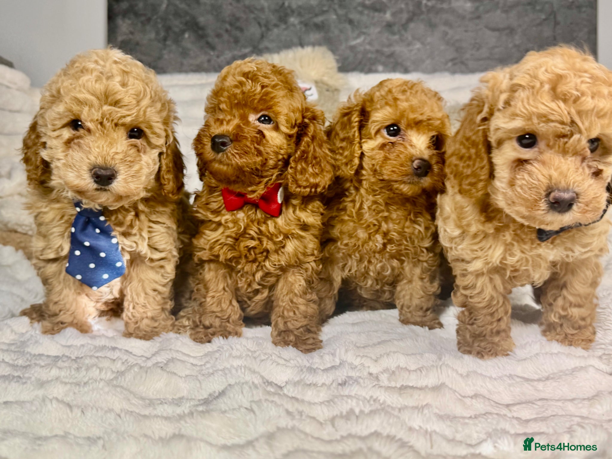 Toy Poodle dogs Toy poodle  puppies  - Advert 1