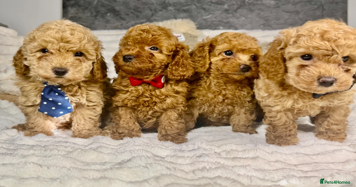 Toy Poodle Puppies for sale | Pets4Homes