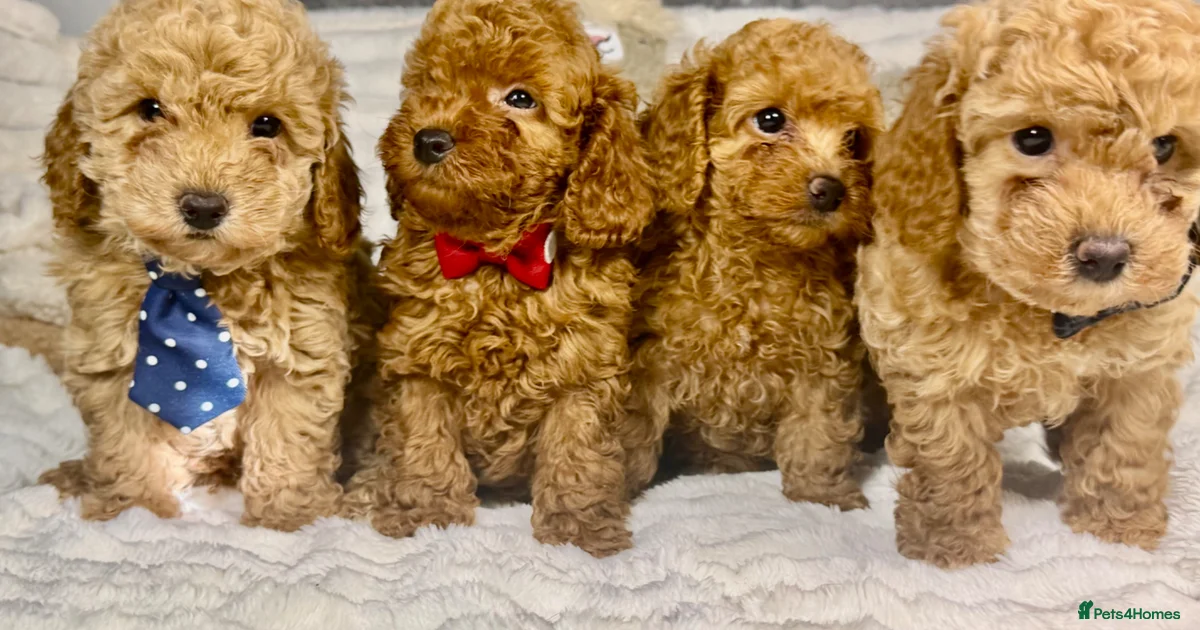 Toy Poodle Puppies for sale | Pets4Homes