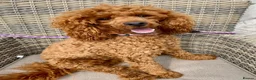 Toy Poodle dogs for stud: TED KC REG/hEALTH CHECKED STUD - Advert 8