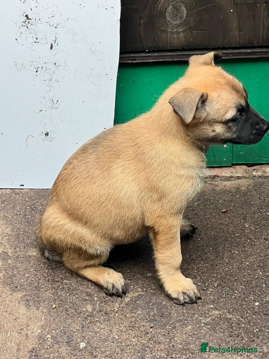 Belgian Shepherd Dog dogs for sale: Belgium Malinois pups for sale - Advert 7