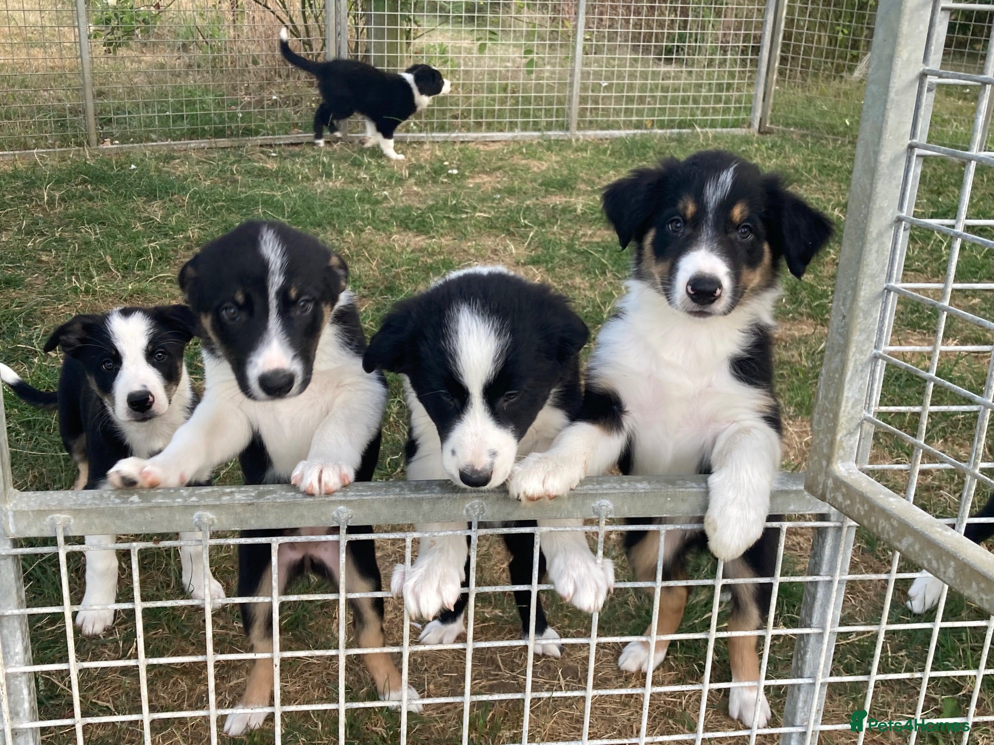 Border Collie dogs Border Collie Puppies  - Advert 1
