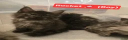 Maine Coon cats for sale: 8 GCCF Pedigree Maine Coon Kittens - Blue & Black  - Advert 21