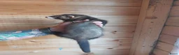 Ferret rodents for sale: Rescue Kits for sale - Advert 16