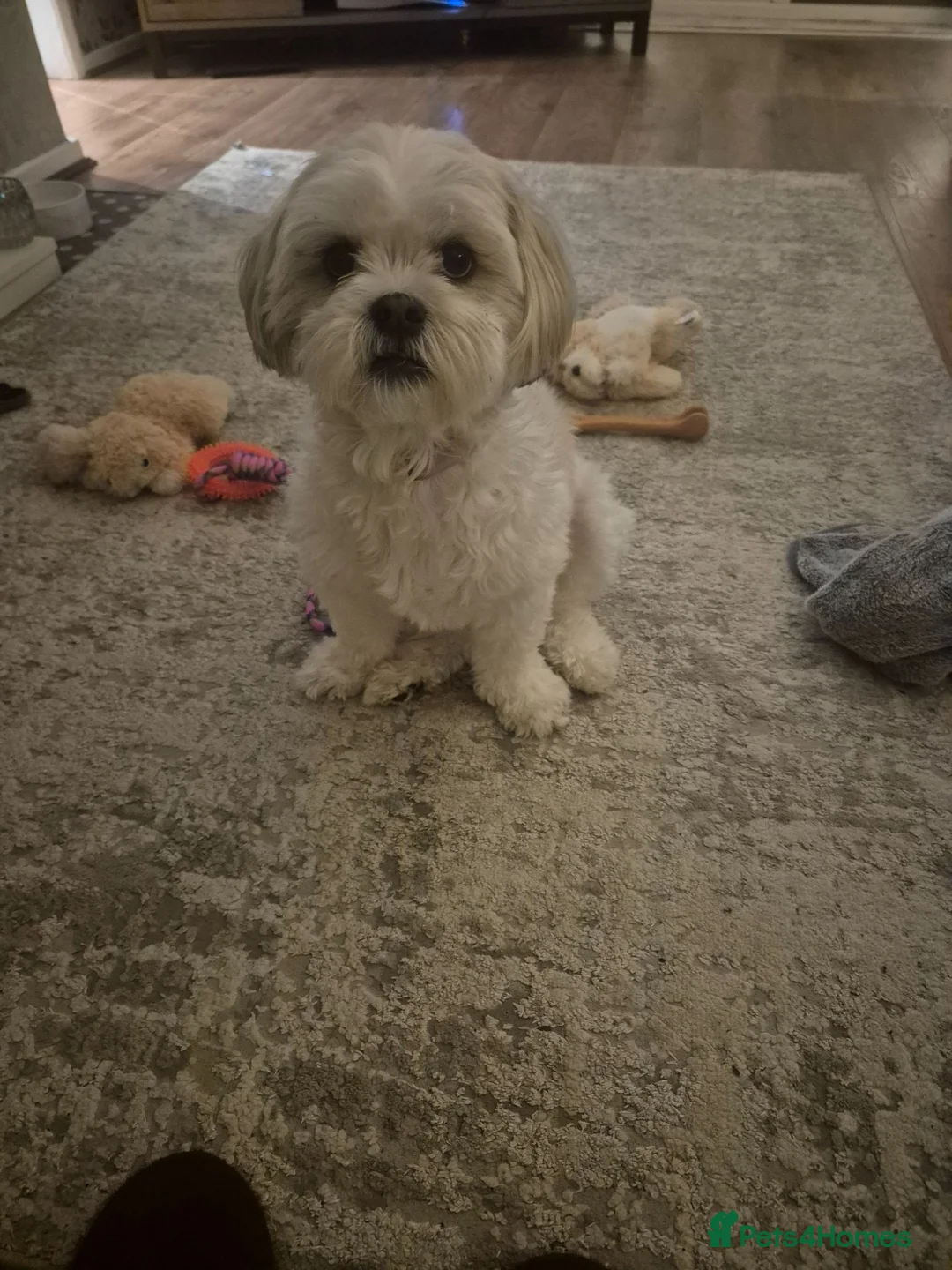 Mixed Breed dogs for sale: 3 beautiful Shorkie puppies  - Advert 1