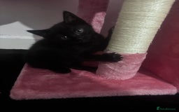 Mixed Breed cats for sale: 2 lovely half bengal girls ready now! - Image 12