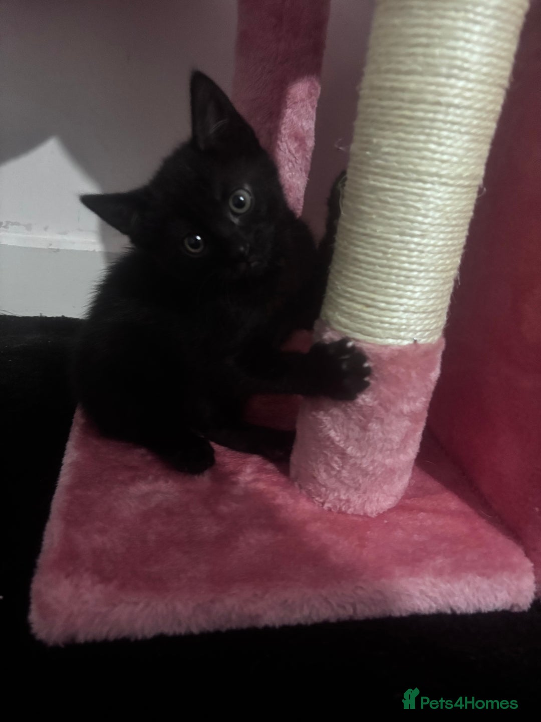 Mixed Breed cats for sale: 2 lovely half bengal girls ready now! - Image 12