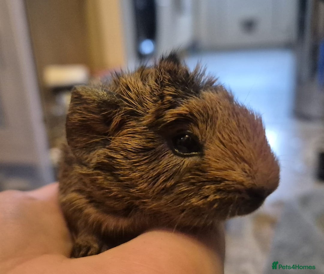 Guinea Pig rodents for sale: Guinea pigs for Sale ! - Advert 8