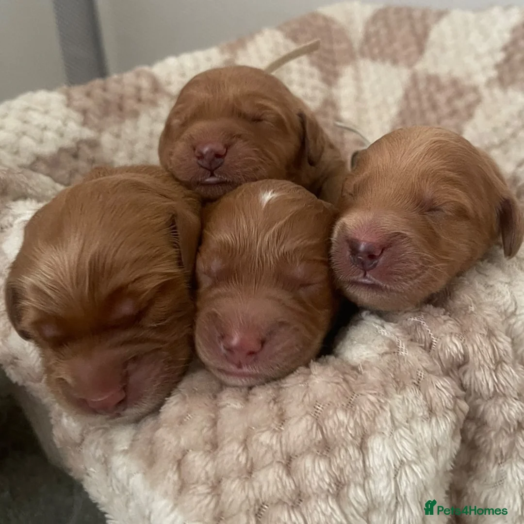 Mini Goldendoodle dogs for sale: Beautiful F1 Golden Doodles in Liverpool - Advert 2