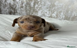 Miniature Dachshund dogs for sale: quality minature dachshunds (ready 14th october) - Image 18