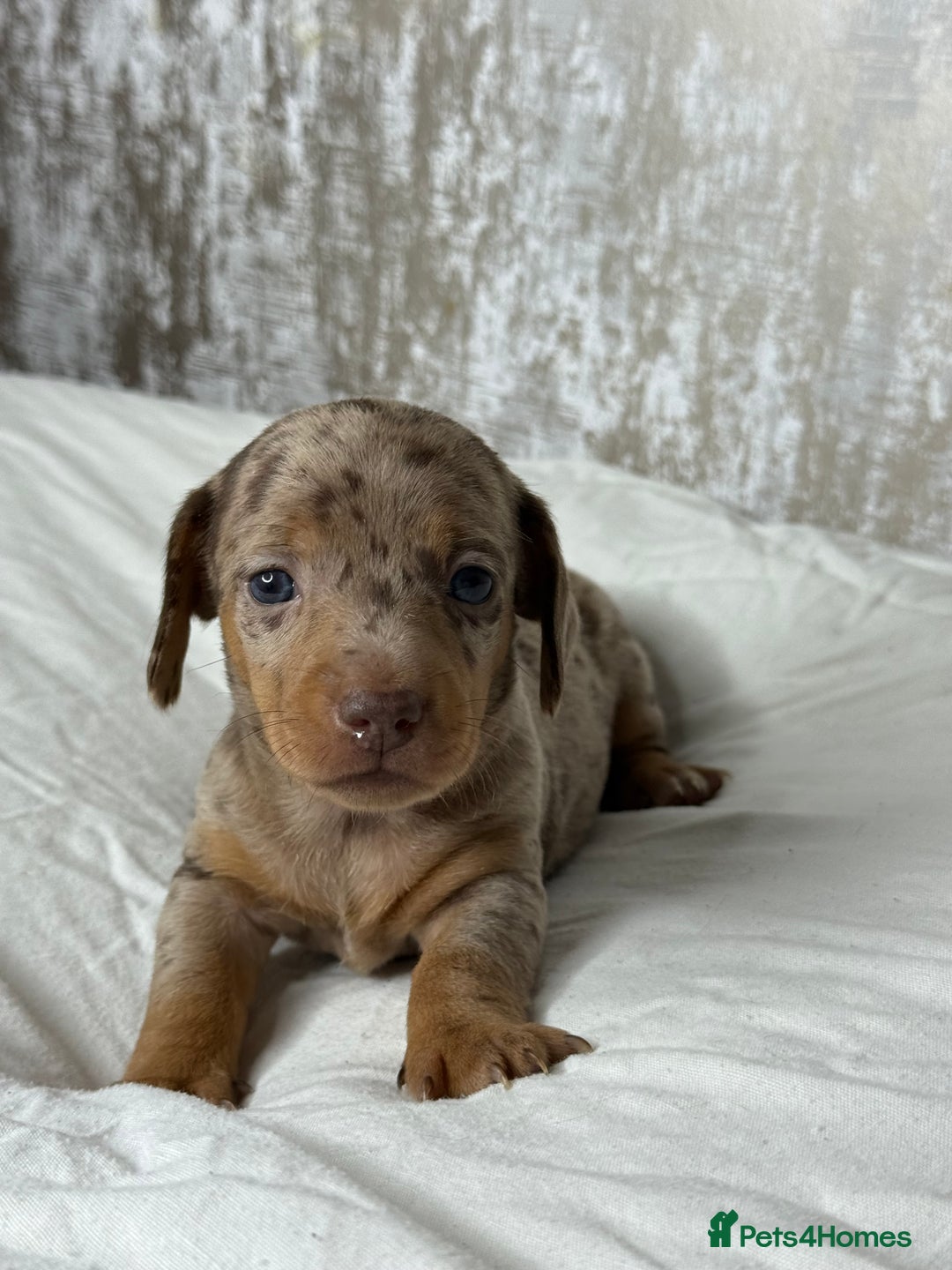Miniature Dachshund dogs for sale: quality minature dachshunds (ready 14th october) - Image 18