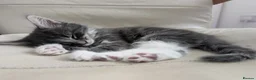 Domestic Shorthair cats for sale: Beautiful Female & Boy Kittens Looking 4 Homes in Westbury - Advert 11