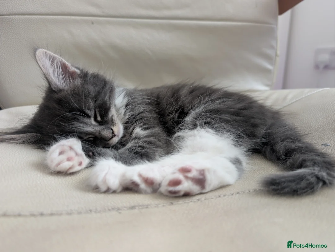 Domestic Shorthair cats for sale: Beautiful Female & Boy Kittens Looking 4 Homes in Westbury - Advert 11