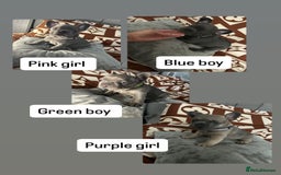 French Bulldog dogs for sale: French bulldog pups  - Image 1
