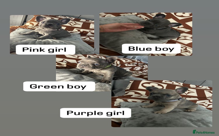 French Bulldog dogs - Advert 4