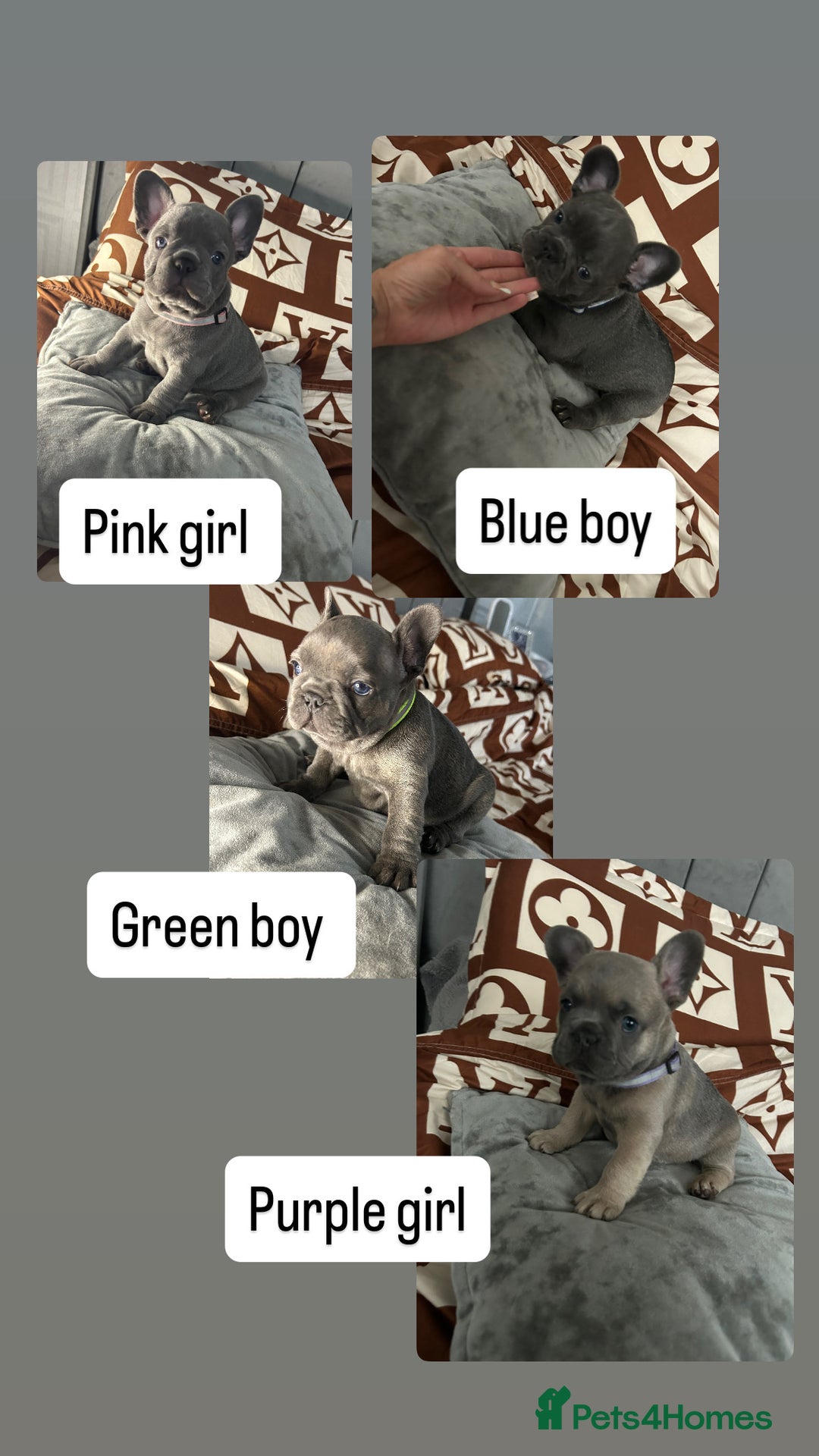 French Bulldog dogs for sale: French bulldog pups  - Image 1