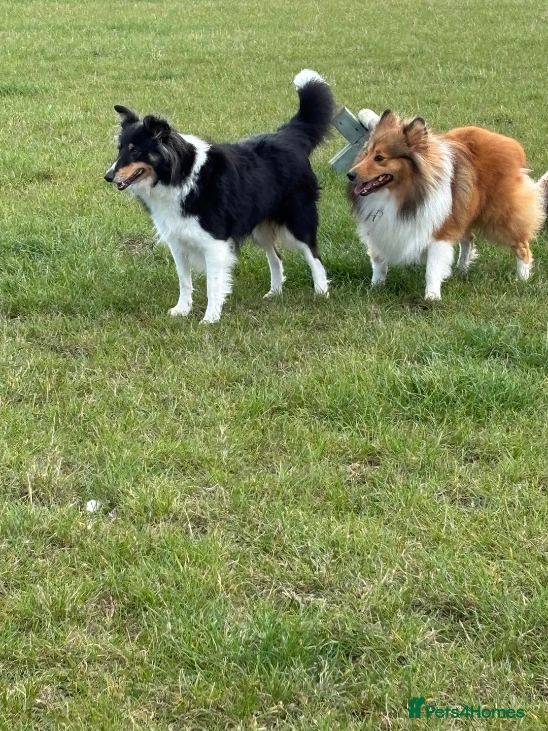 Shetland Sheepdog dogs for sale: Beautiful Shetland sheepdog puppies  - Advert 14