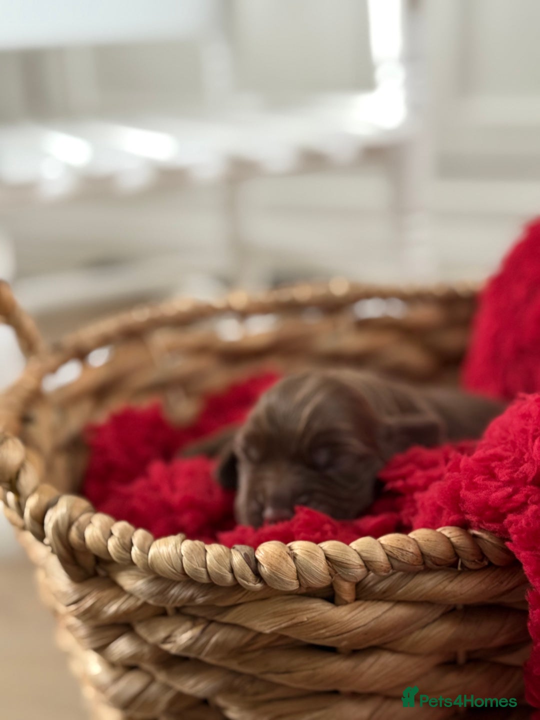 Cocker Spaniel dogs for sale: Show cocker spaniels  - Advert 5