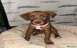Mixed Breed dogs for sale: 6 Beautiful Fur Babies - Image 26