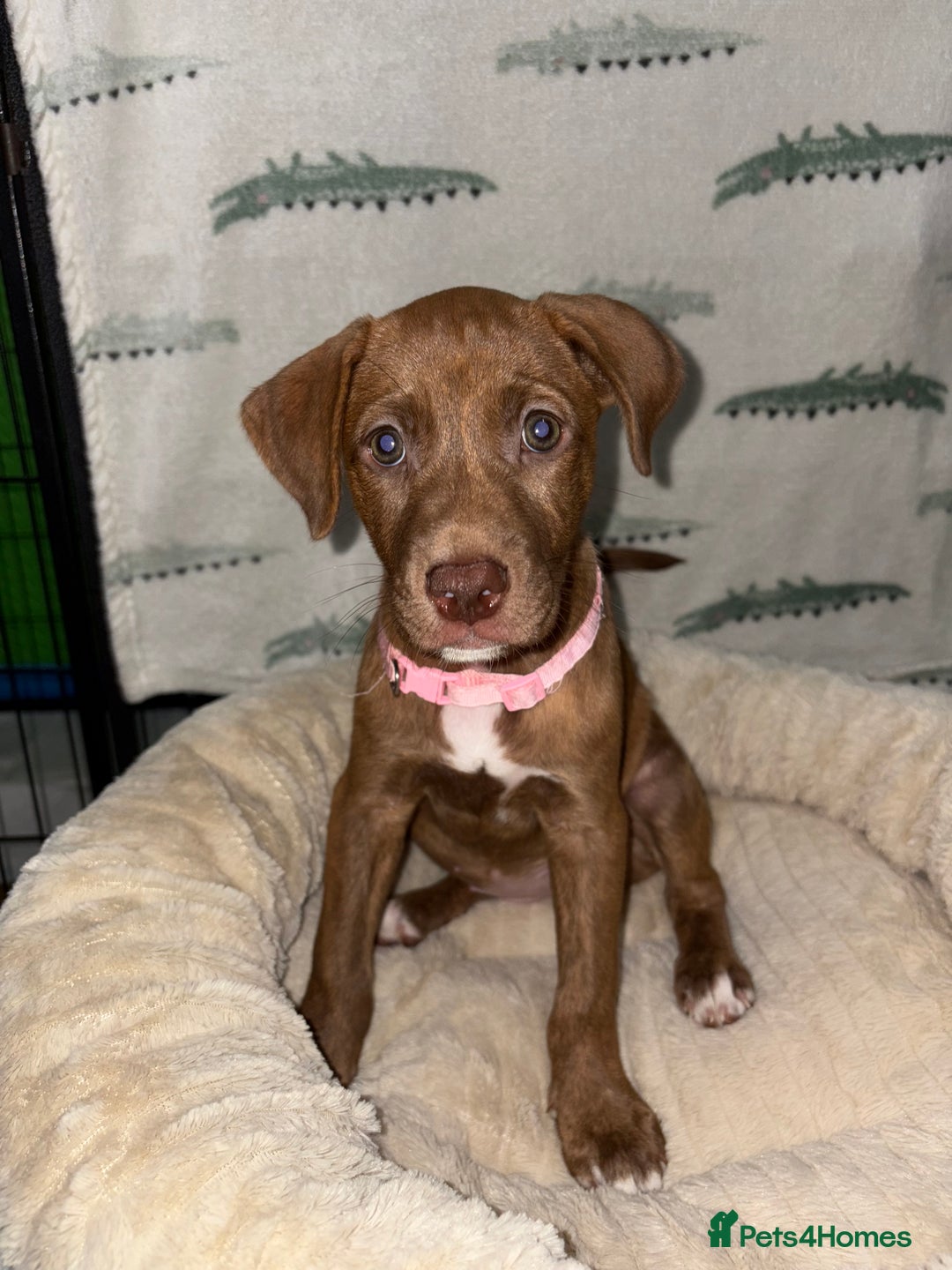 Mixed Breed dogs for sale: 6 Beautiful Fur Babies - Image 26