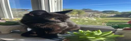 Mixed Breed cats for sale: 3 four month old kittens for sale.  - Advert 6