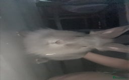 English rabbits for sale: Rabbit for sale  - Image 3