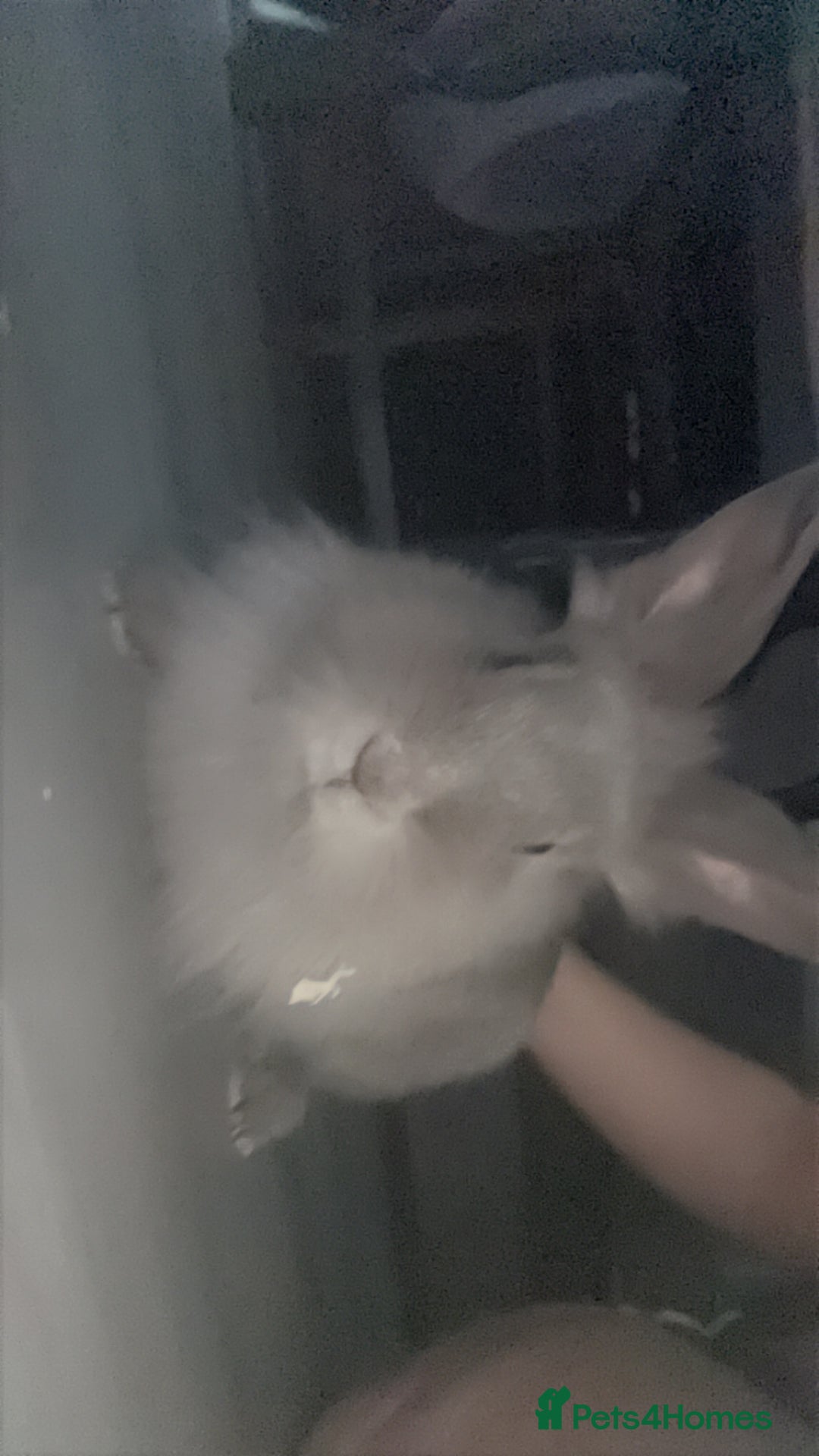 English rabbits for sale: Rabbit for sale  - Image 3