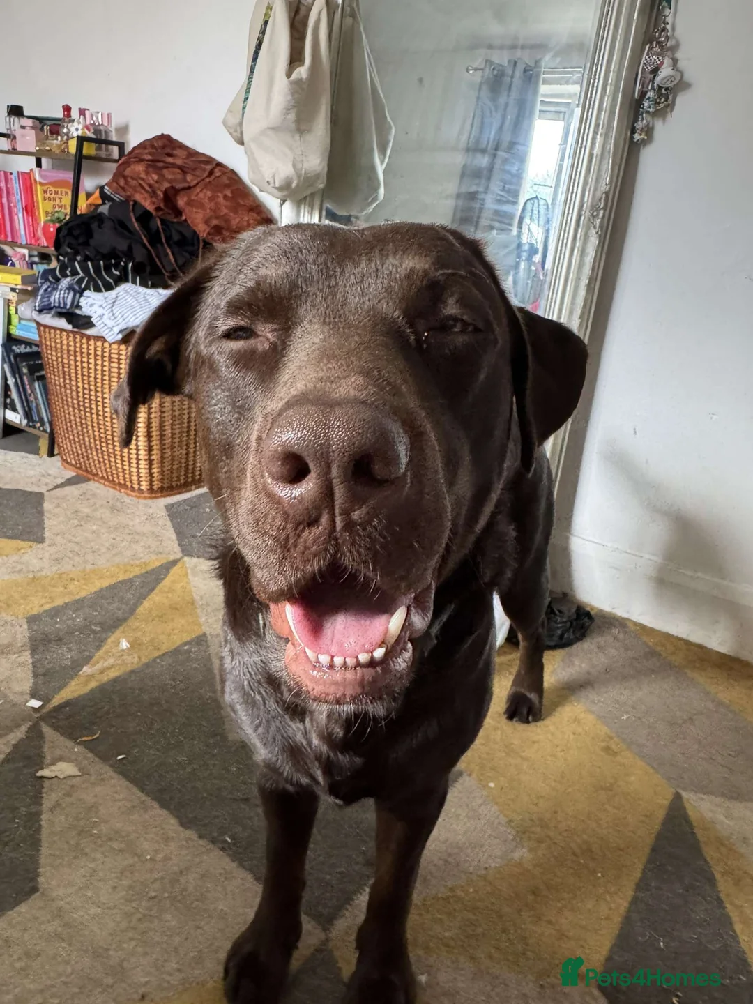 Labrador Retriever dogs for stud: Buddy - Advert 2