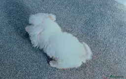 Bichon Frise dogs for sale: Pedigree bichon frise    - Image 6