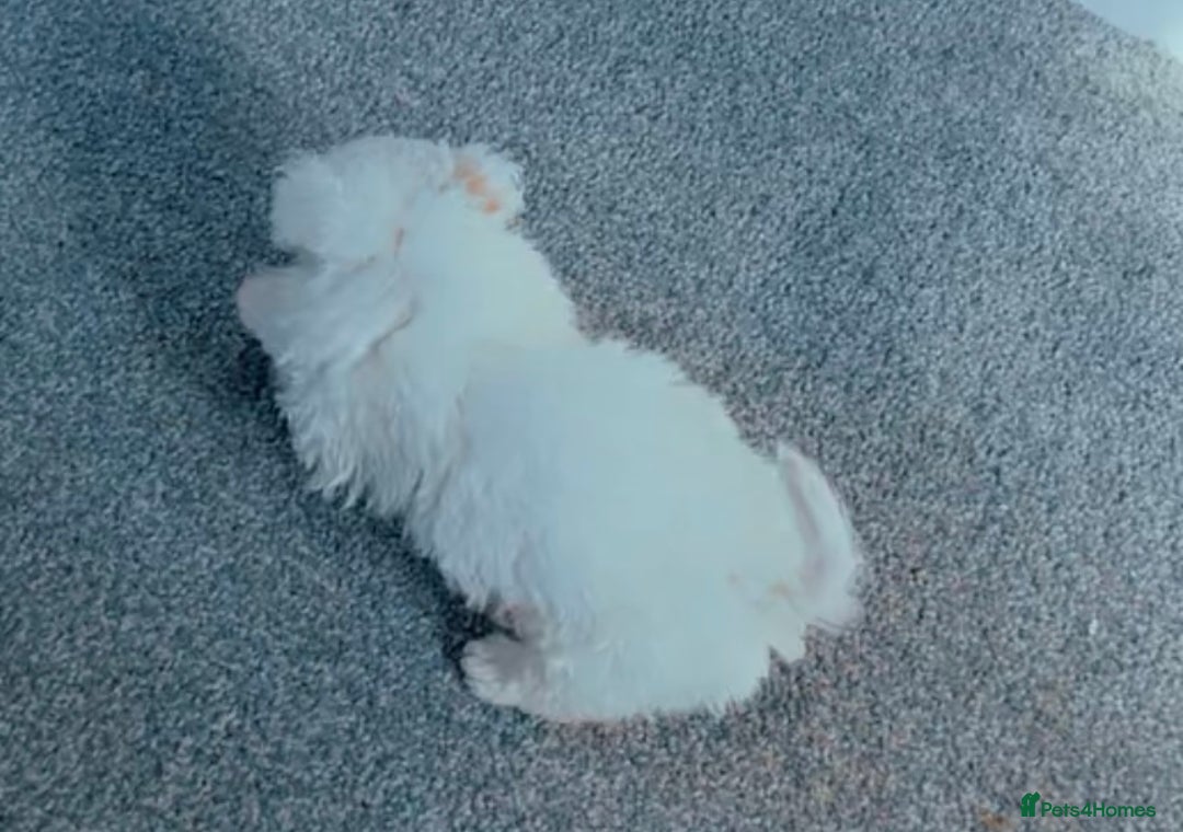 Bichon Frise dogs for sale: Pedigree bichon frise    - Image 6