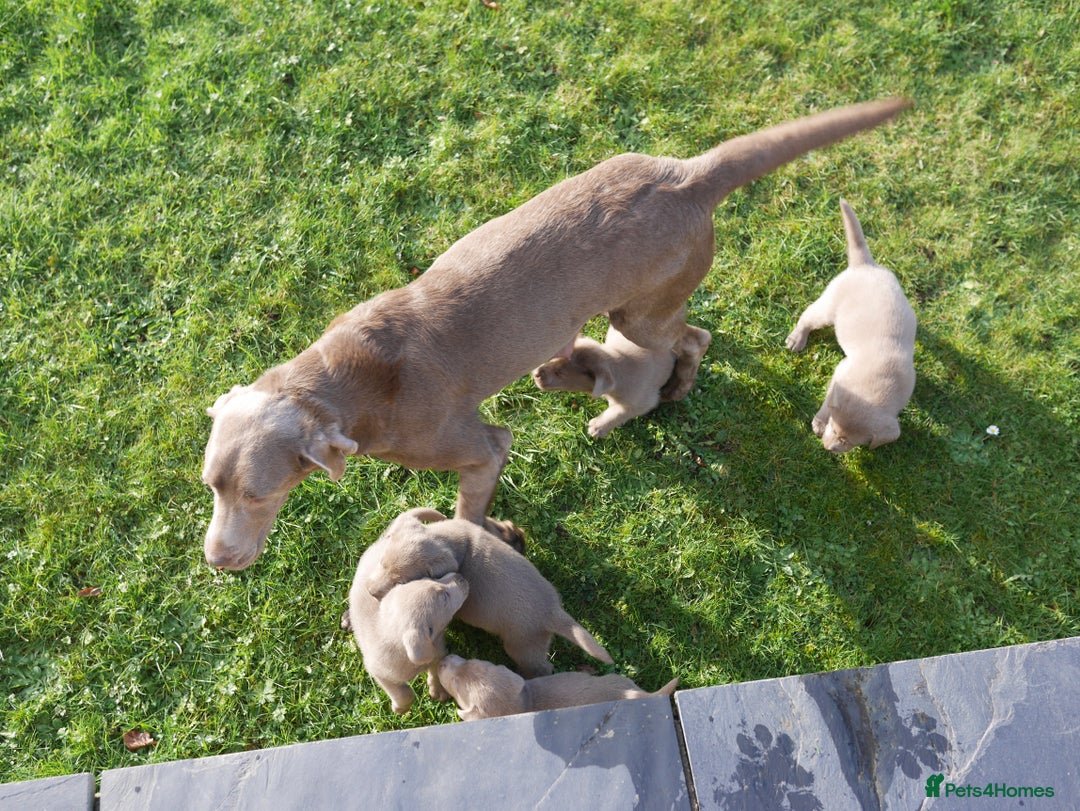 Labrador Retriever dogs for sale: Quality Health Tested Silver Labrador Puppies - Advert 17