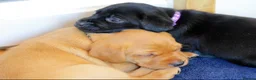 Labrador Retriever dogs for sale: Stunning chunky fox red & black labrador pups - Advert 12