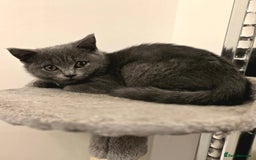 British Shorthair cats for sale: Beautiful Blue British Shorthair - Image 1