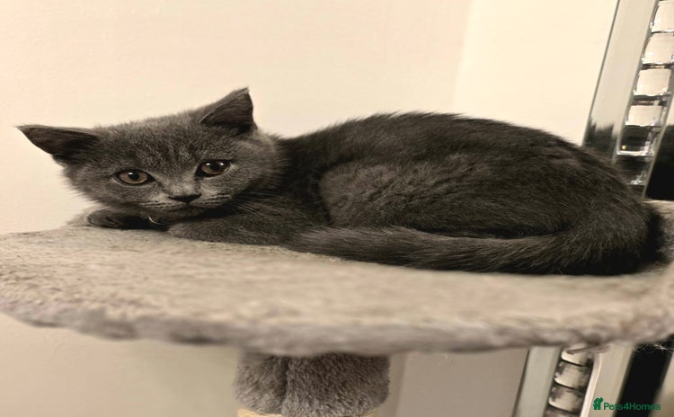 British Shorthair cats - Advert 6
