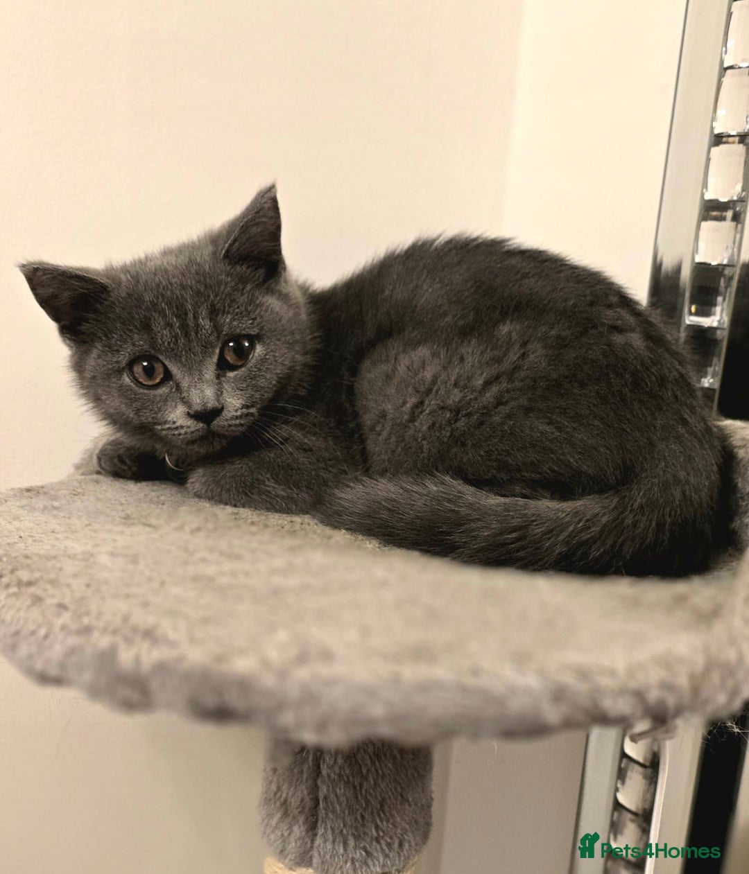 British Shorthair cats for sale: Beautiful Blue British Shorthair - Image 1