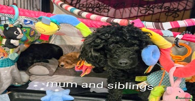 Cavapoo dogs - Advert 2