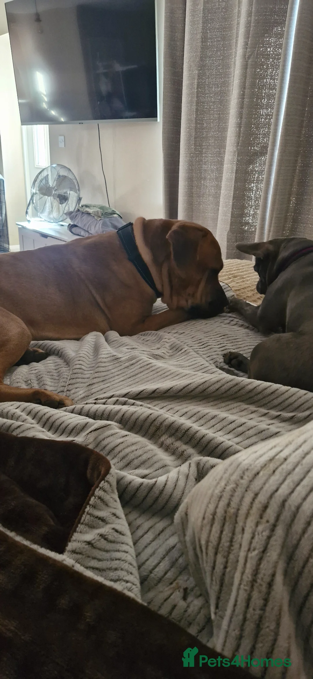 Mixed Breed dogs for sale: REHOMING KODA - Advert 3