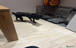 Mixed Breed dogs for sale: Patterdale x jack russle - Image 4