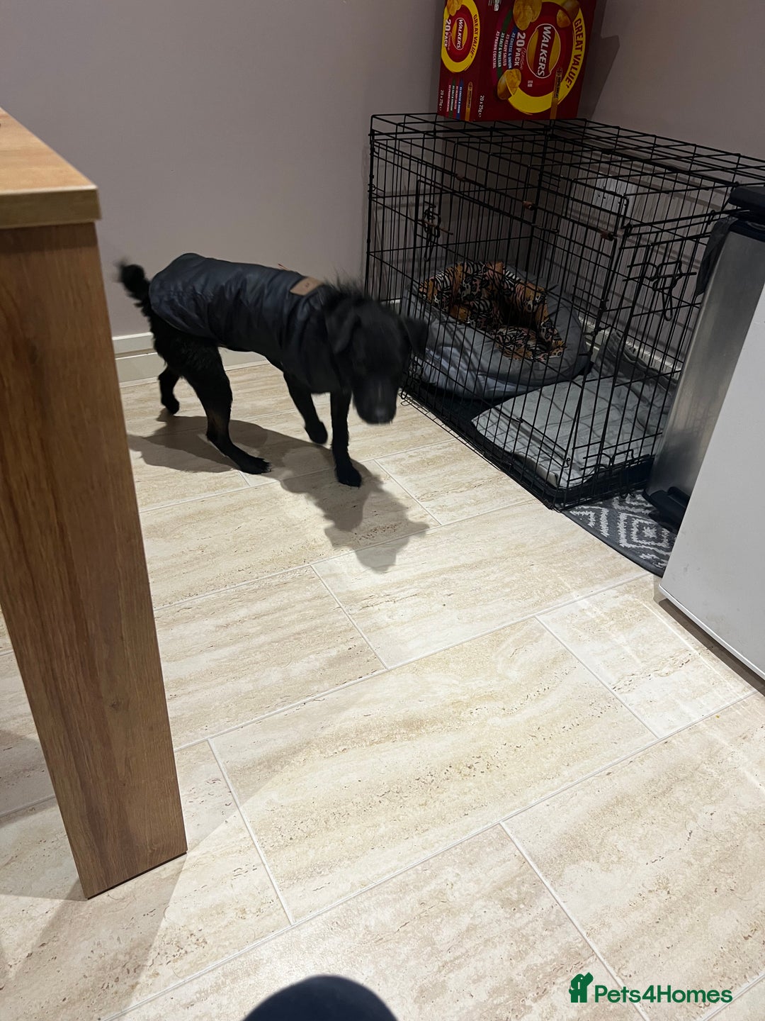 Mixed Breed dogs for sale: Patterdale x jack russle - Image 4