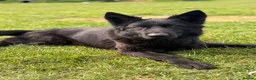 German Shepherd dogs for sale: Meet chilli  - Advert 1