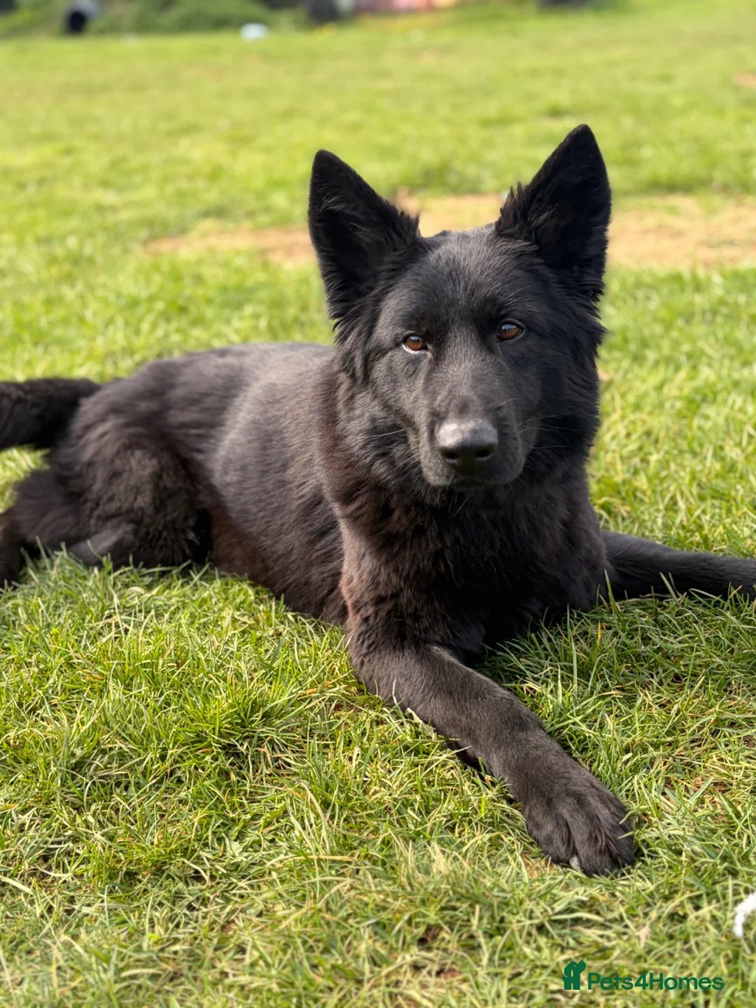 German Shepherd dogs for sale: Meet chilli  - Advert 1