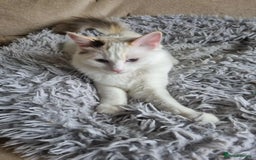 Ragdoll cats for sale: Ragdoll kittens  - Image 17