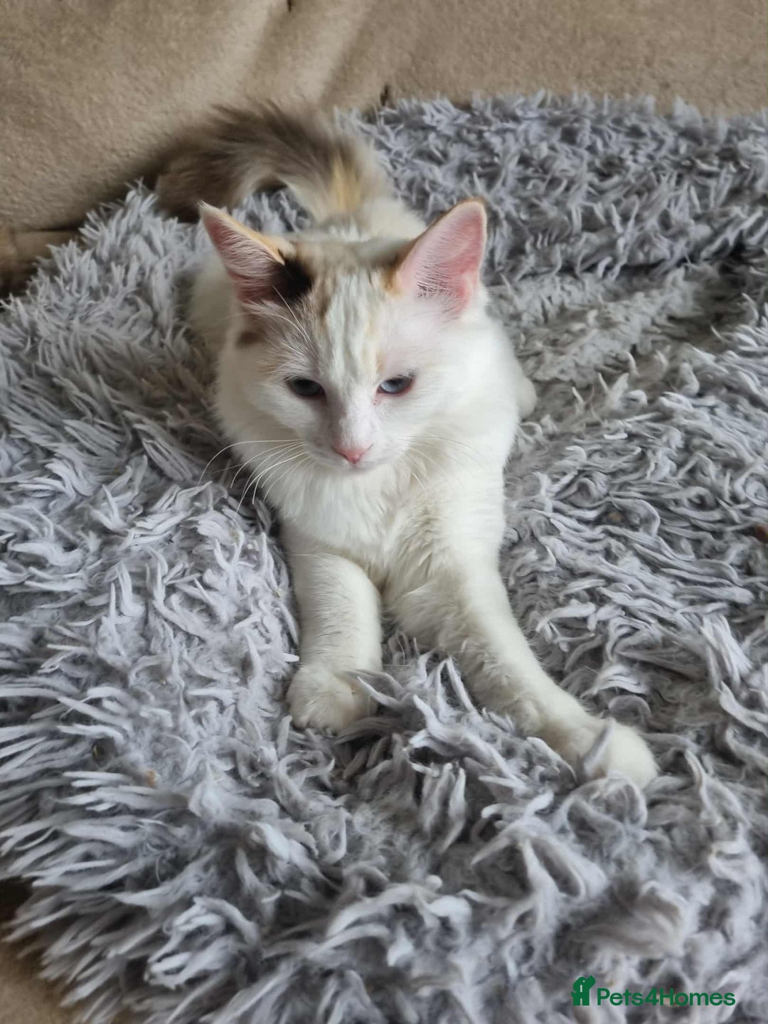 Ragdoll cats for sale: Ragdoll kittens  - Image 17