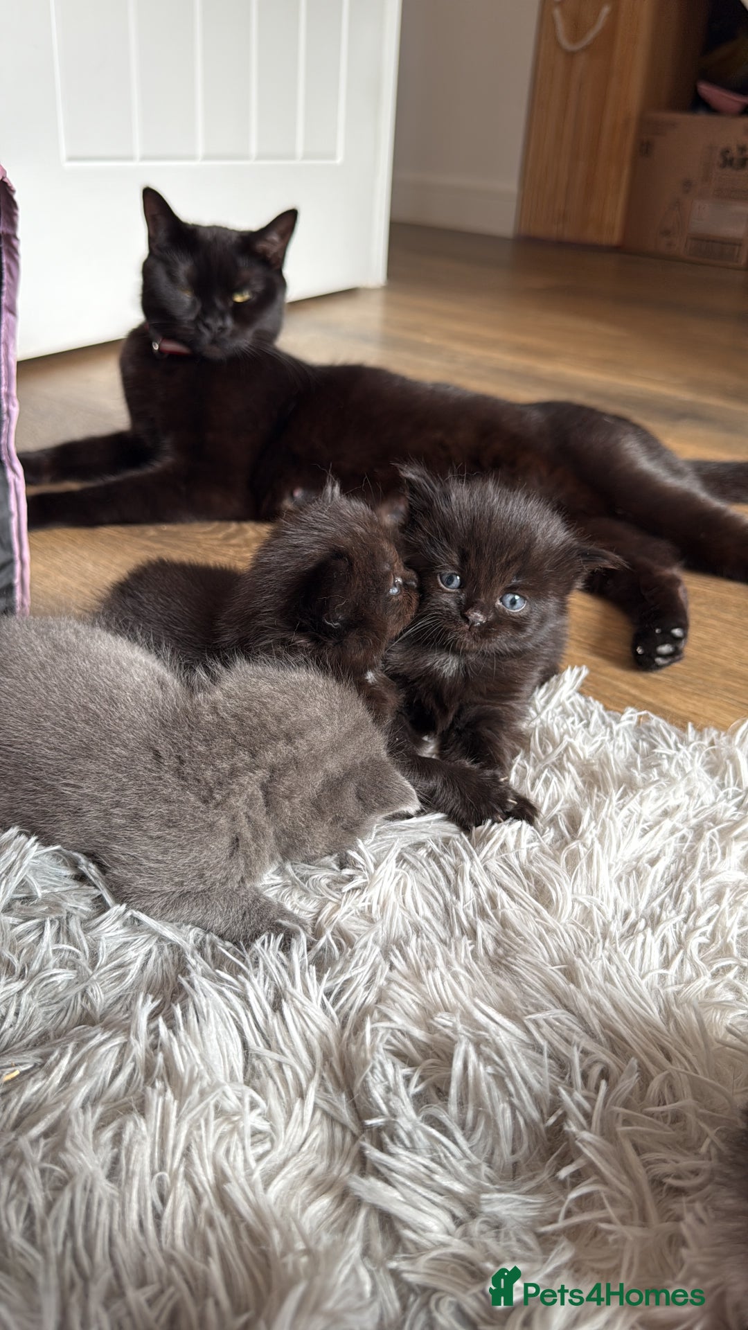 British Shorthair cats for sale: 3 british short hair kitty’s for sale  - Image 5