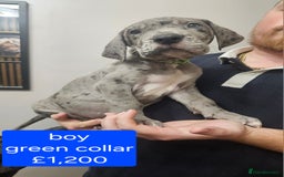 Great Dane dogs for sale: Great dane puppies  - Image 37