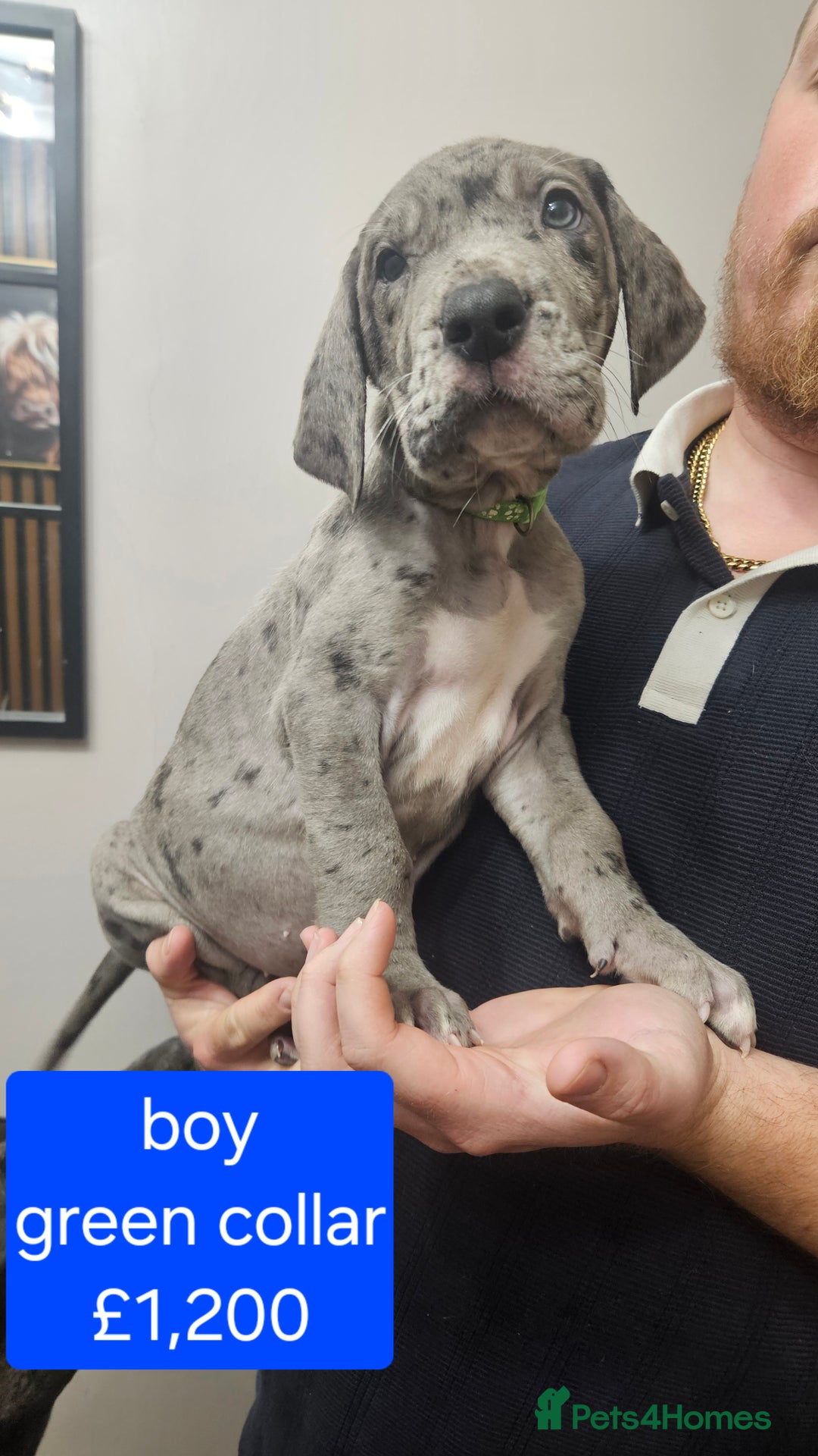 Great Dane dogs for sale: Great dane puppies  - Image 37