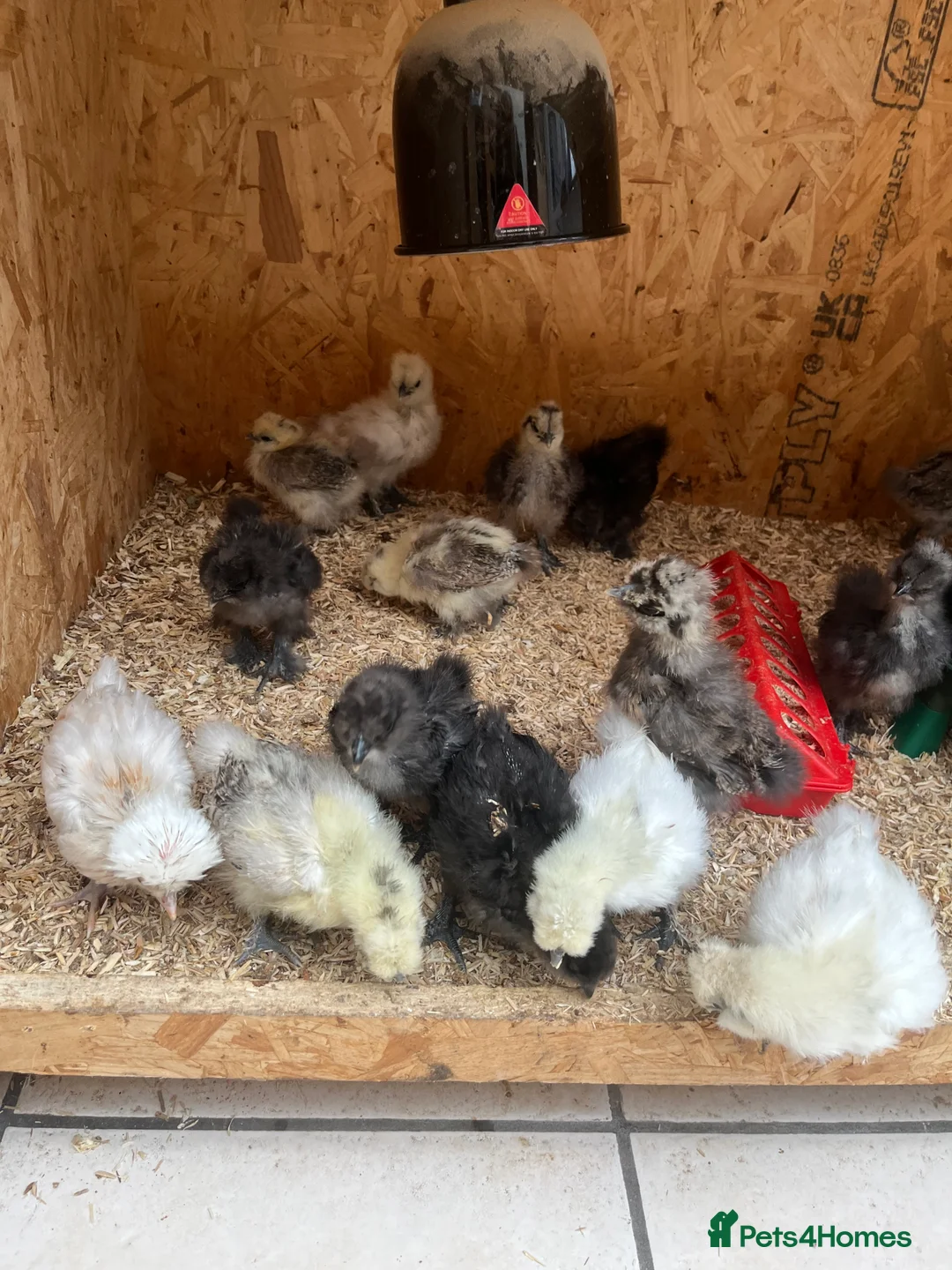 Chickens poultry for sale: Chicks, pullets, cockerels  - Advert 18